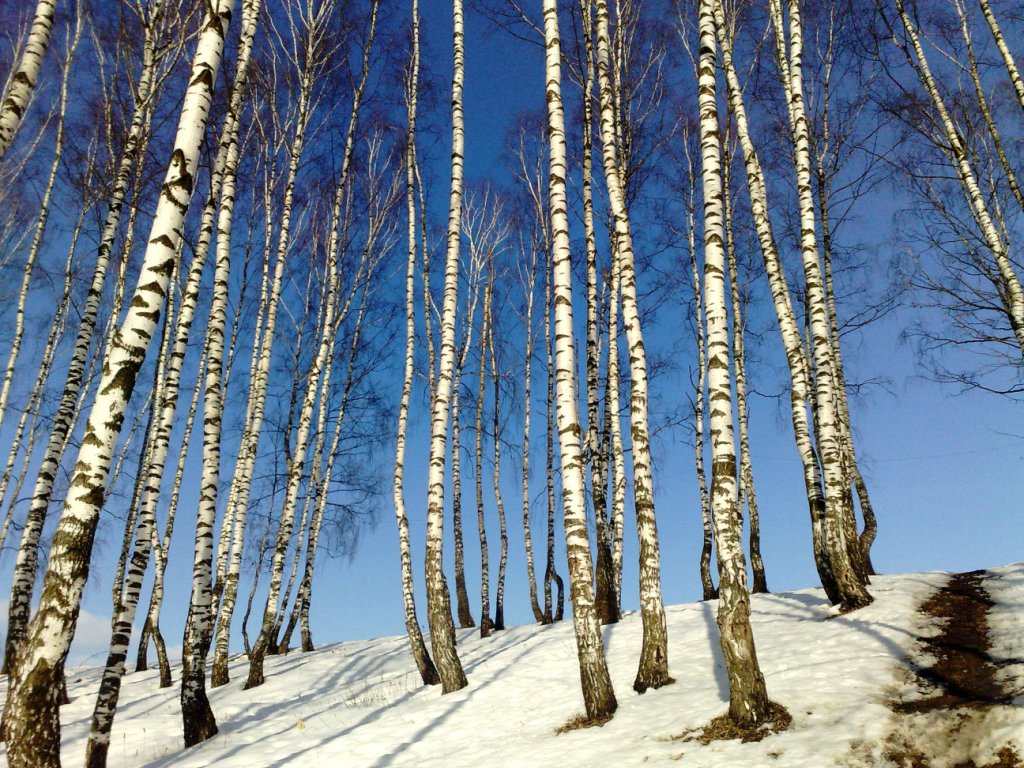 Белая береза картинки