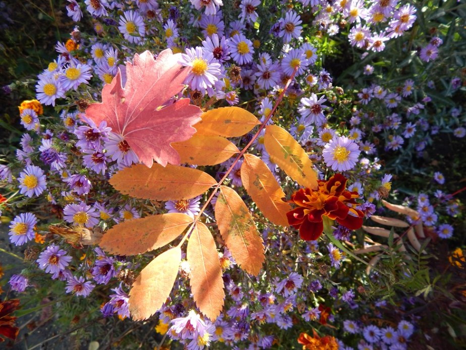 Фото Цветов Осенью В Хорошем Качестве