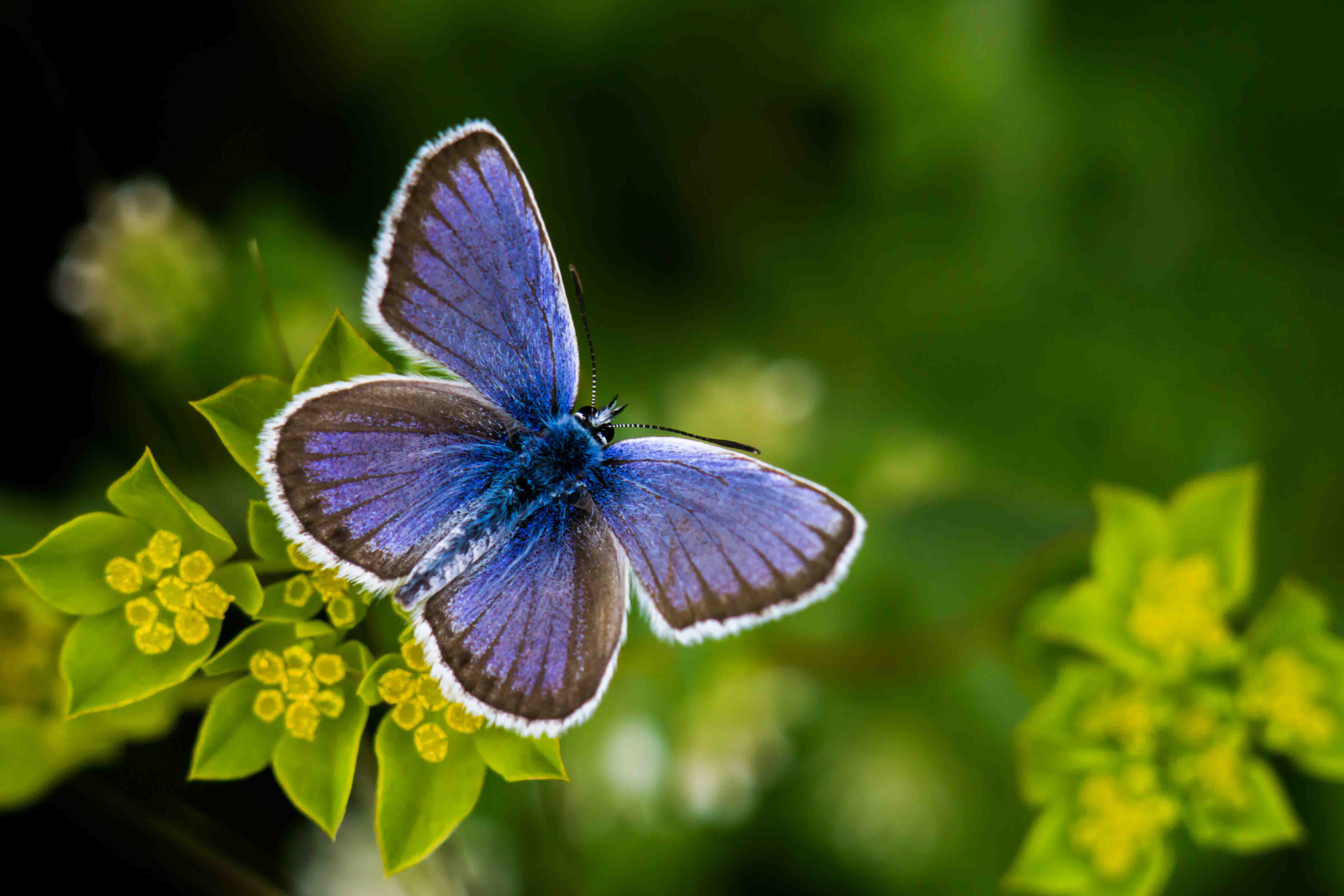 Красивая маленькая бабочка