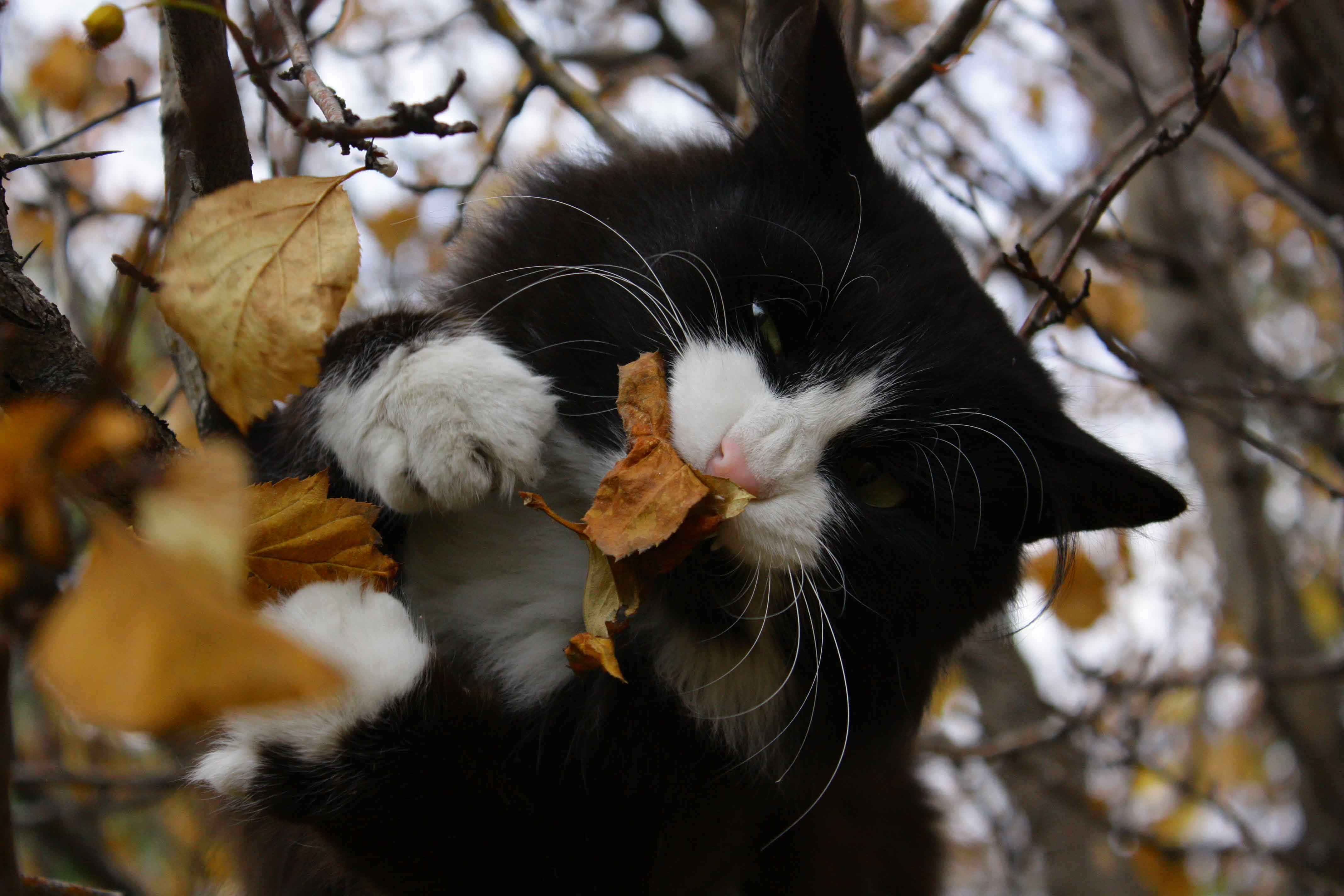 Коты и осень