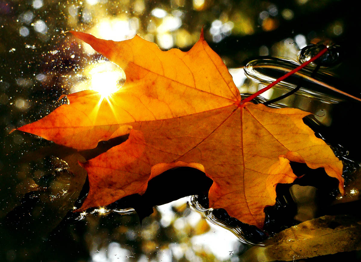 Фото Через Осенний Лист