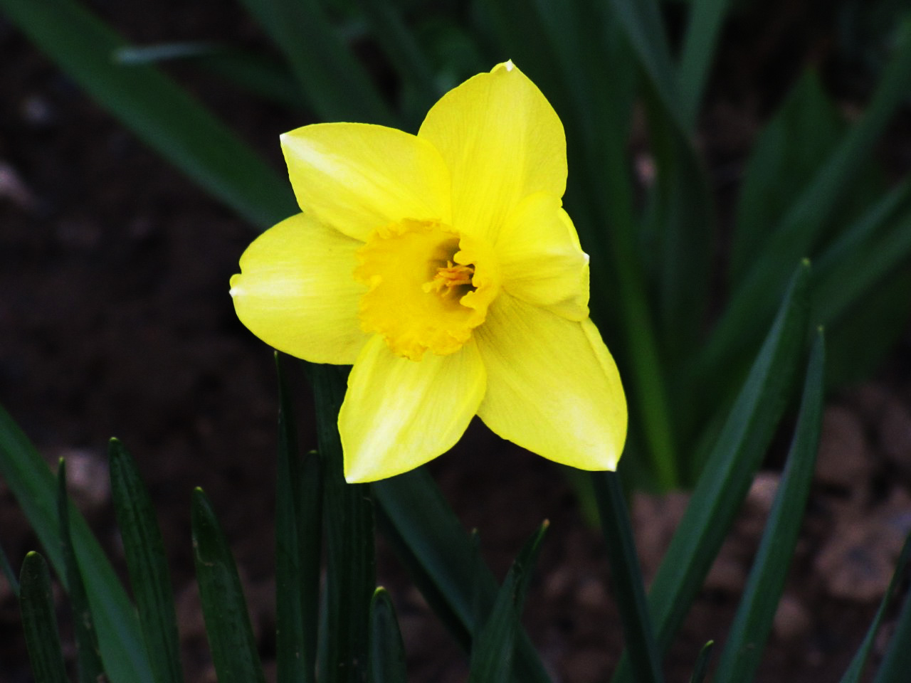 Желтый Нарцисс