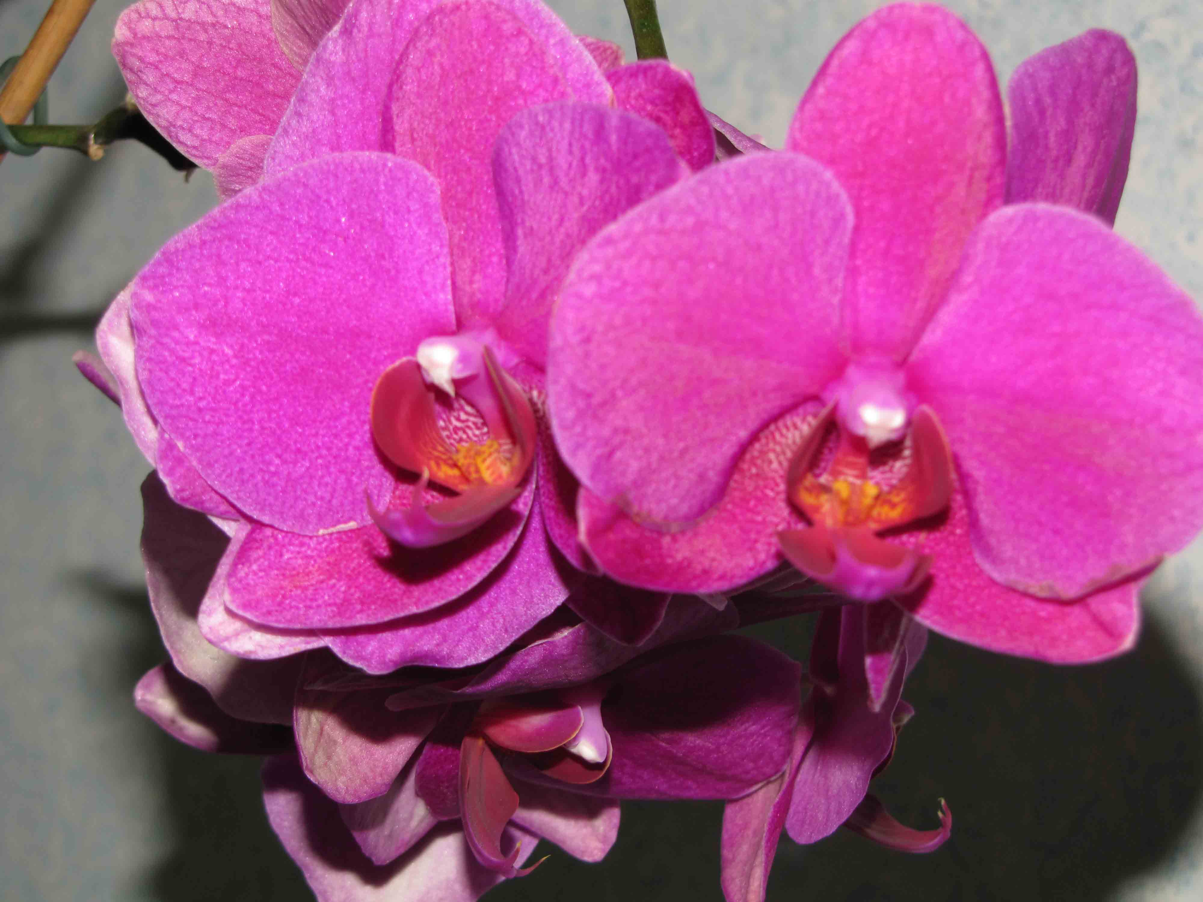 Орхидея Претория