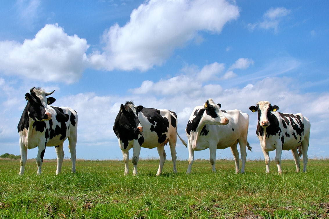 Сельское хозяйство коровы