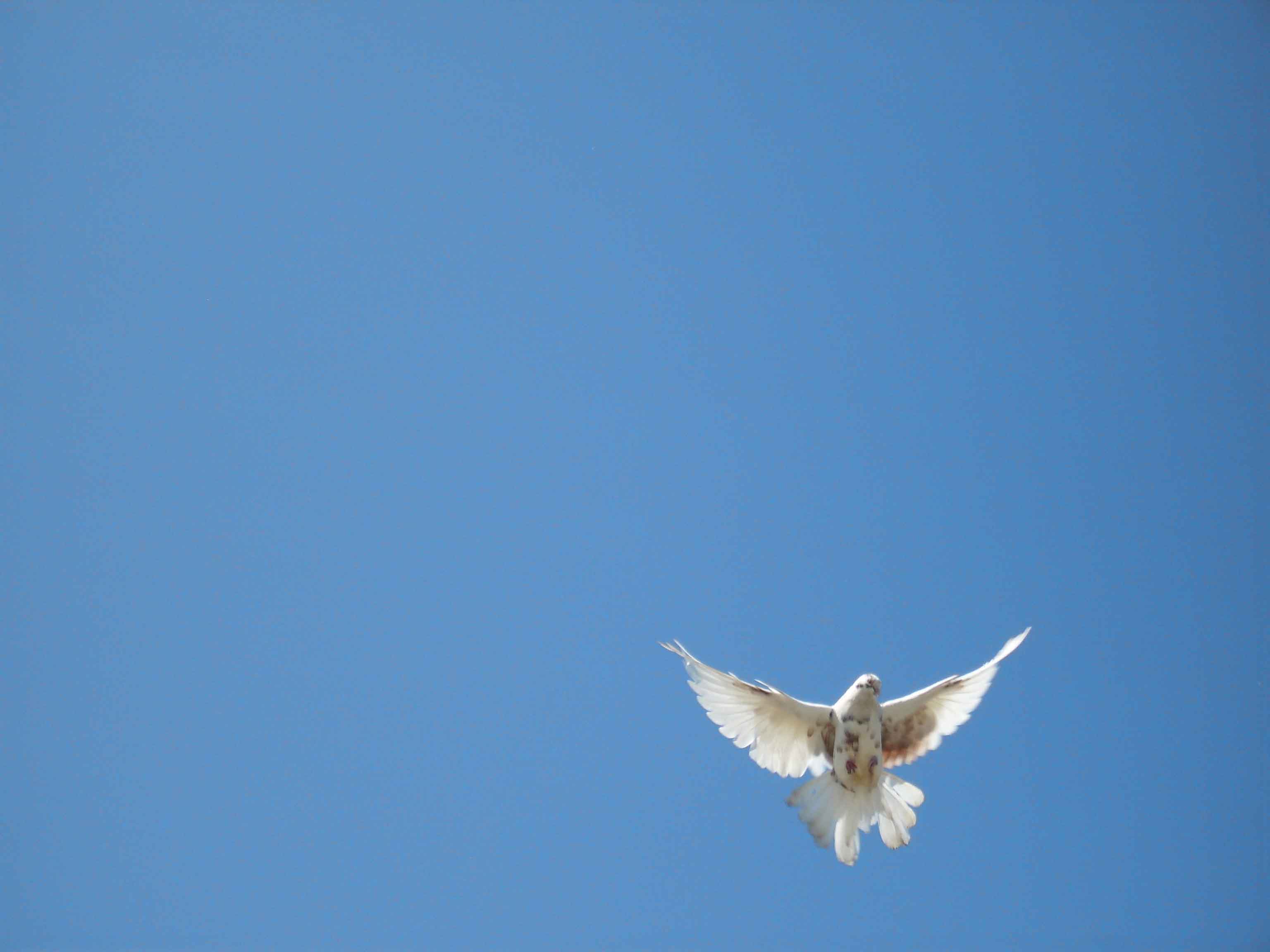 Фото с голубями в небе