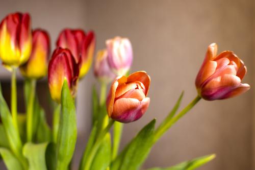 RedTulips05