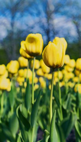 YellowTulips02