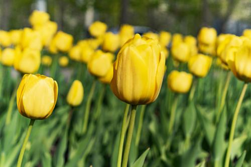 YellowTulips01