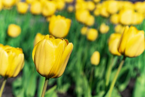 YellowTulips04