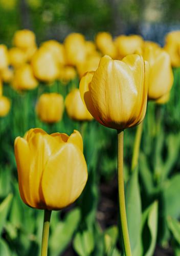 YellowTulips05