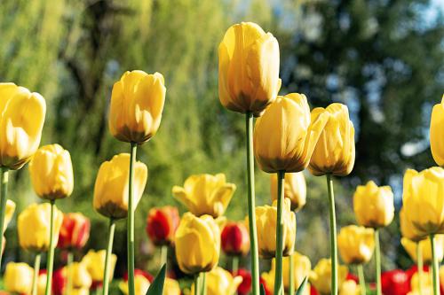 YellowTulips06