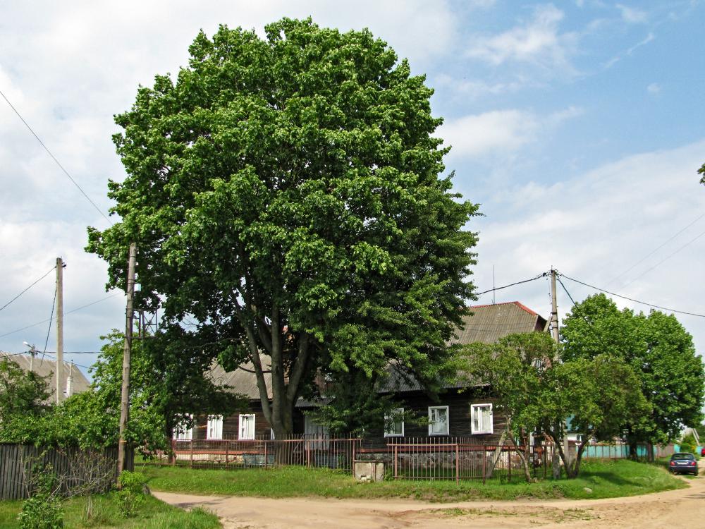 Деревня деревца. Старый клен. Деревья в деревне. Деревья в селе. Клен в деревне.