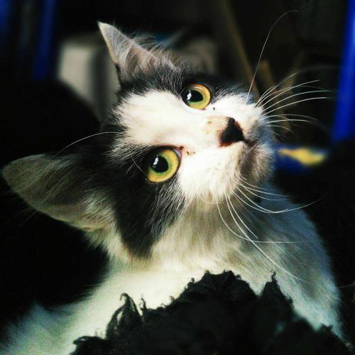 cat max