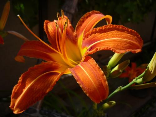 orange flower