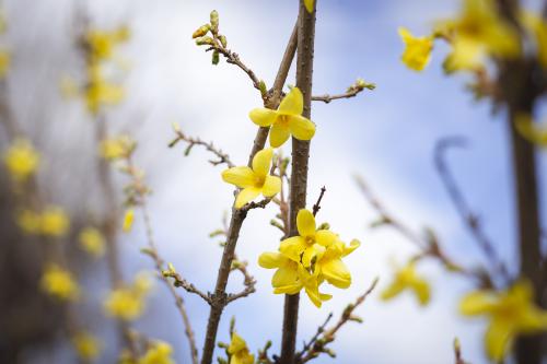 Yellow in the sky