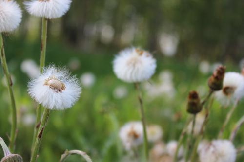  Taraxacum officinale Wigg