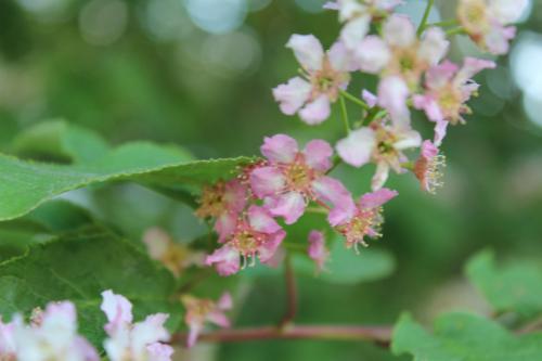 Prunus padus