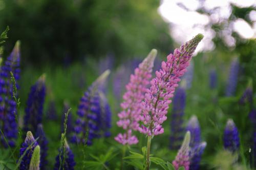 Lupins