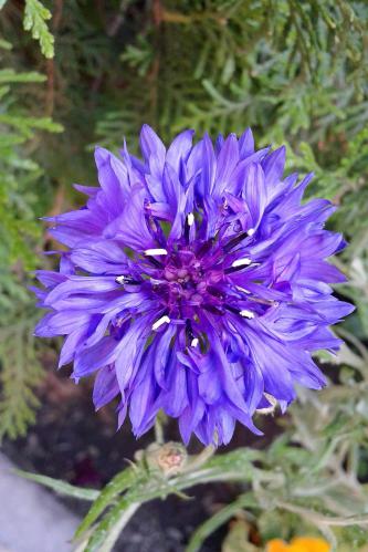 flower cornflower blue