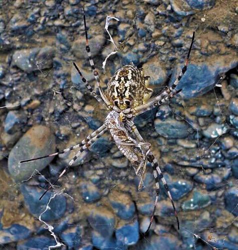  Argiope lobata -  .