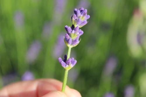 lavender