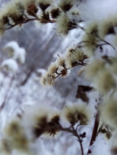 Les fleurs 