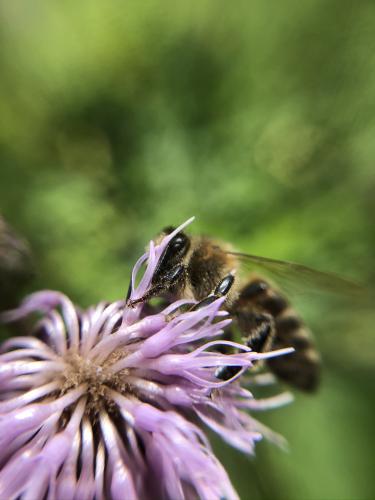 Bee