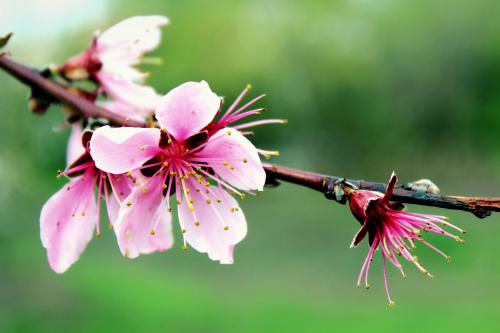 Beautiful flower