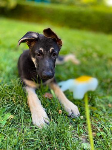 puppy and flower