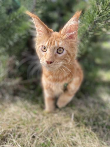 Forest cat