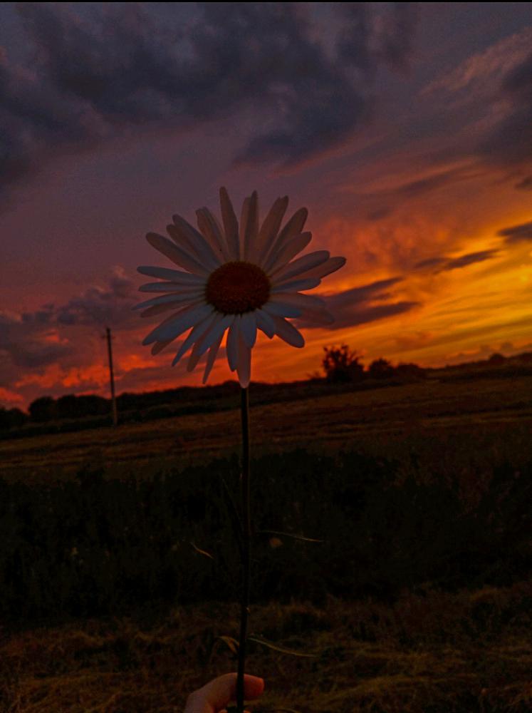 Ромашка Ночью Фото