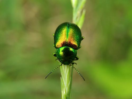   Chrysolina graminis