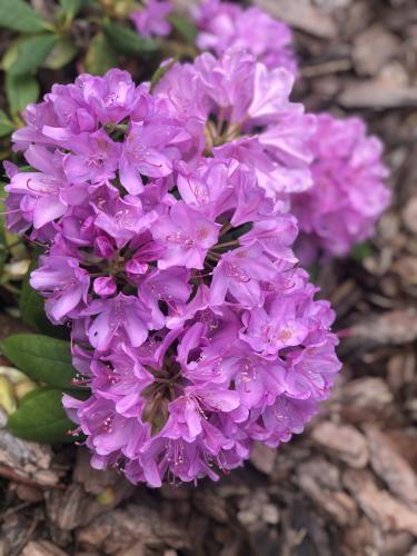 Rododendron