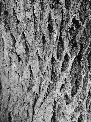 gray bark