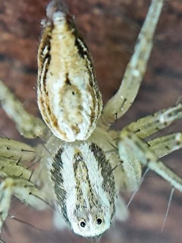 Oxyopes salticus