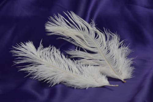 plumas