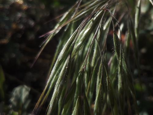 Bromus tectorum