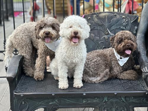 Lagotto 