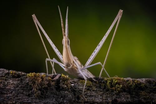   ( Acrida bicolor )