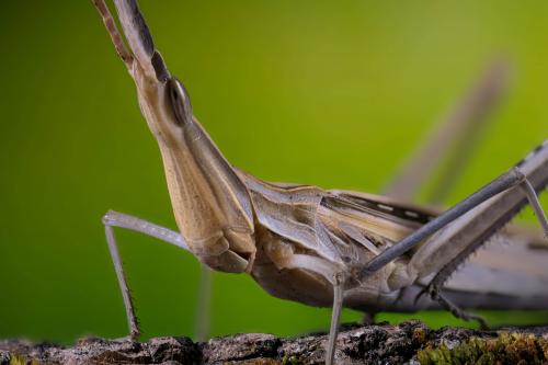   ( Acrida bicolor )