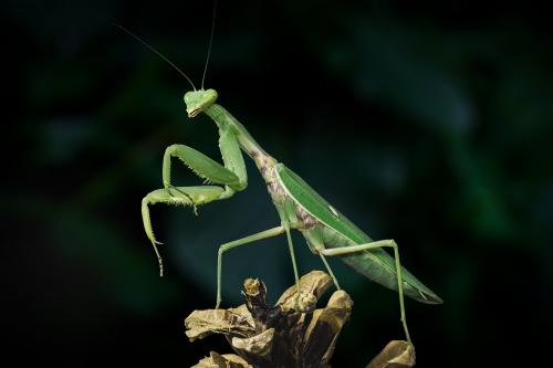   (Mantis religiosa)