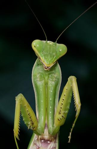   (Mantis religiosa)