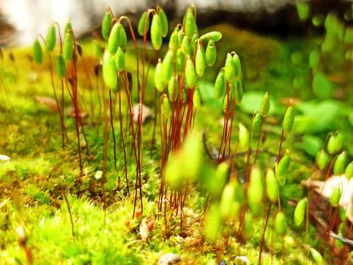 Bryum argenteum