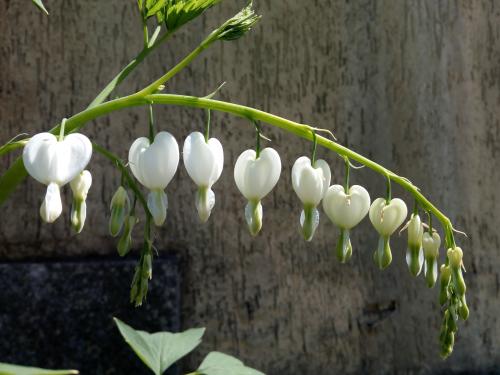 Lamprocapnos Spectabilis