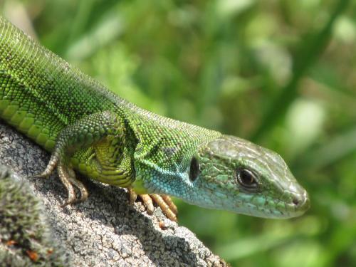 Lacerta viridis