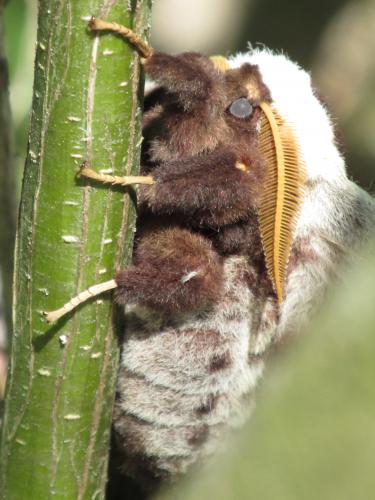 Saturnia pyri