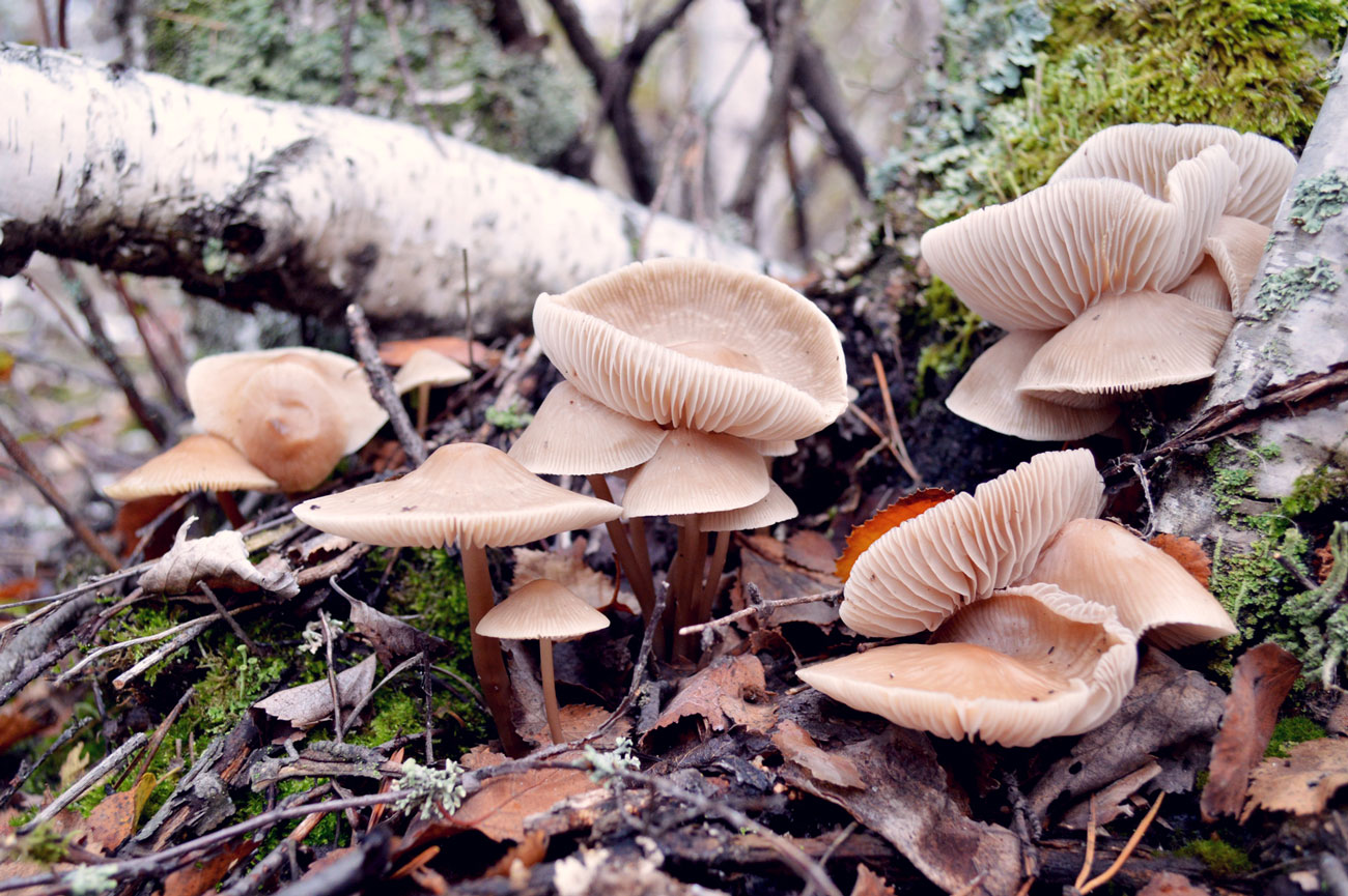 Чинарики грибы