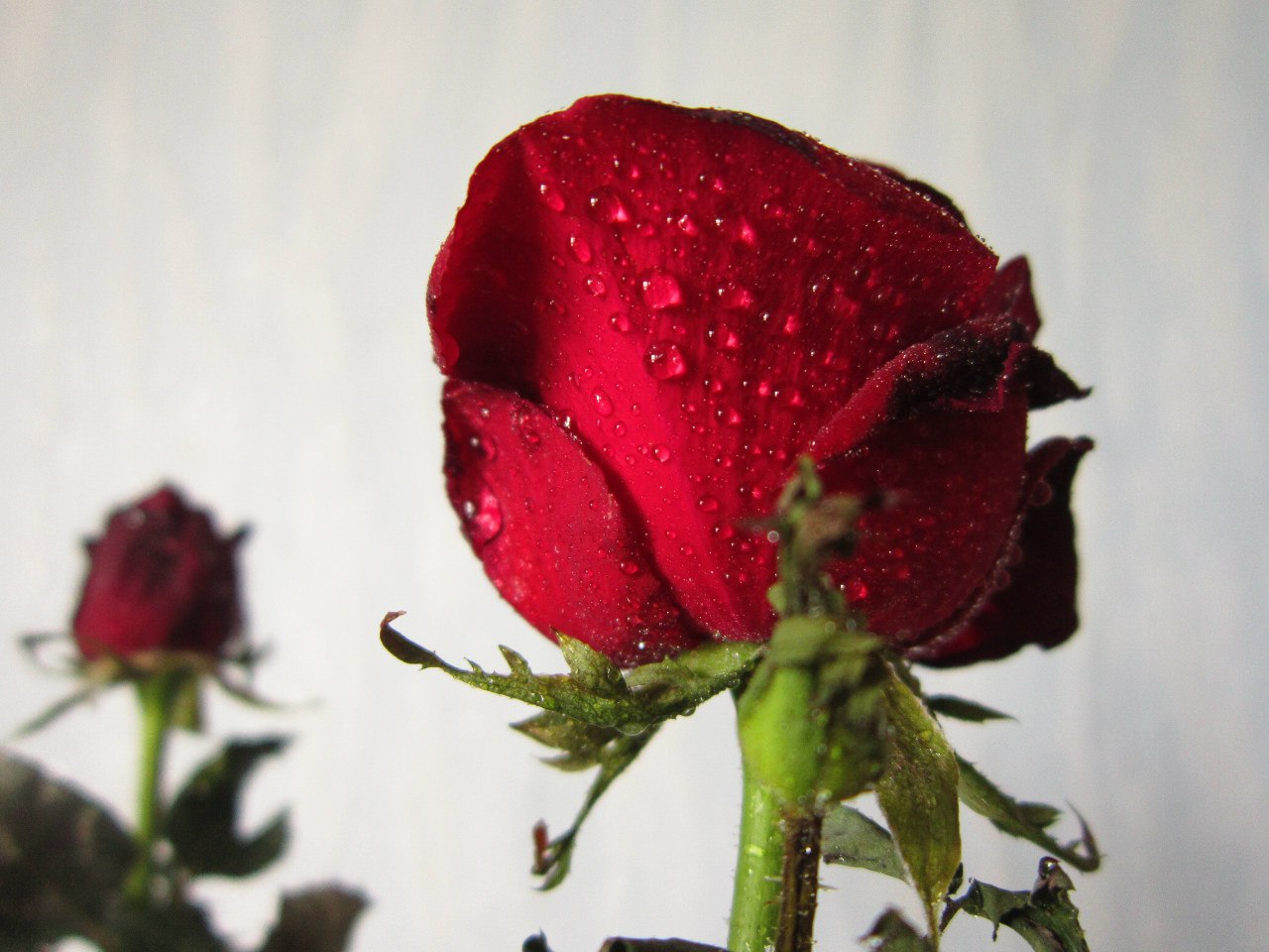 Плачущая роза фото