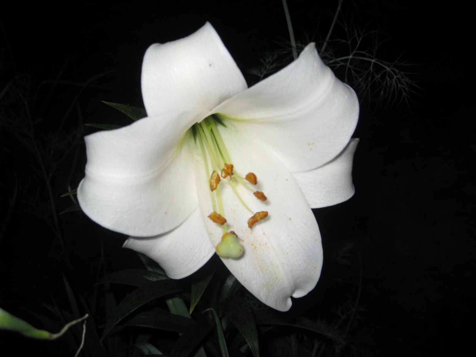 Белые Королевские лилии