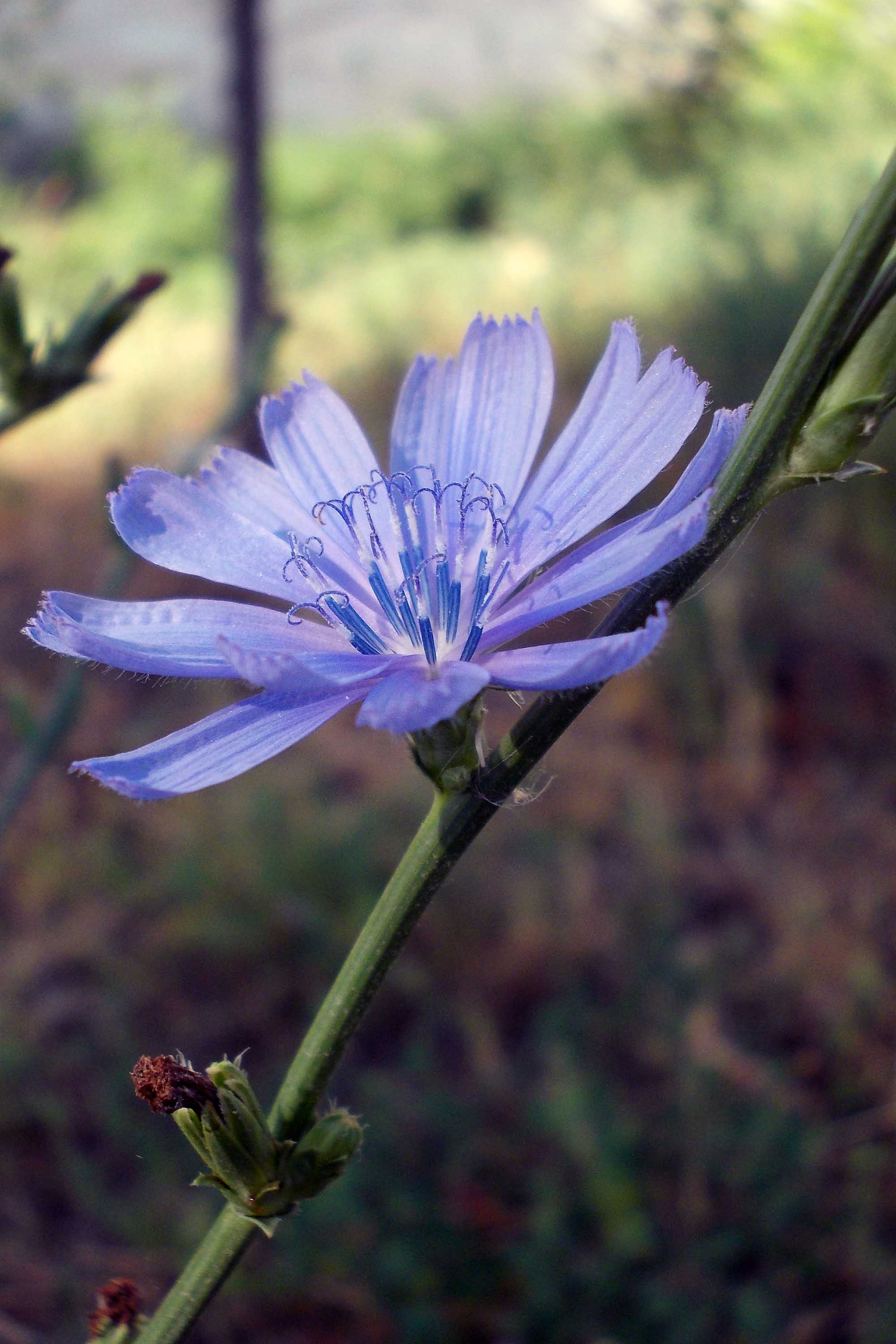 Цветок цикория фото как выглядит цветок